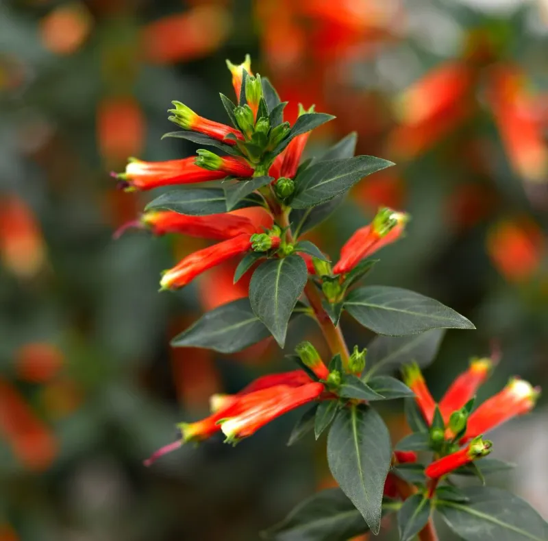 Kufea 'Vermillionaire Light My Fire' Cuphea micropetala