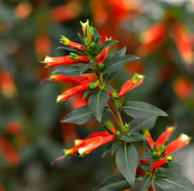 Kufea 'Vermillionaire Light My Fire' Cuphea micropetala