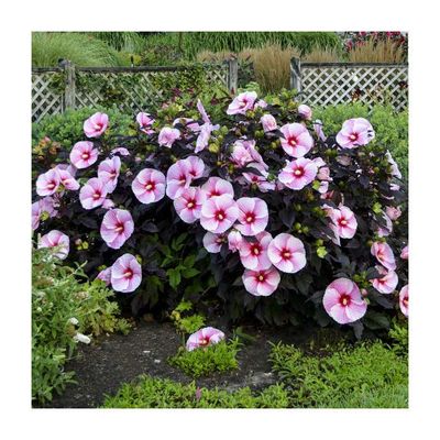 Hibiskus bagienny 'Summerfic™ Starry Stary Night' Hibiscus moscheutos
