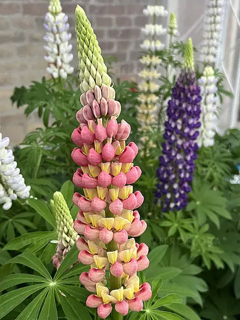 Łubin 'Yellow/Orange' Lupinus