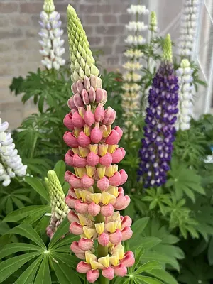 Łubin 'Yellow/Orange' Lupinus
