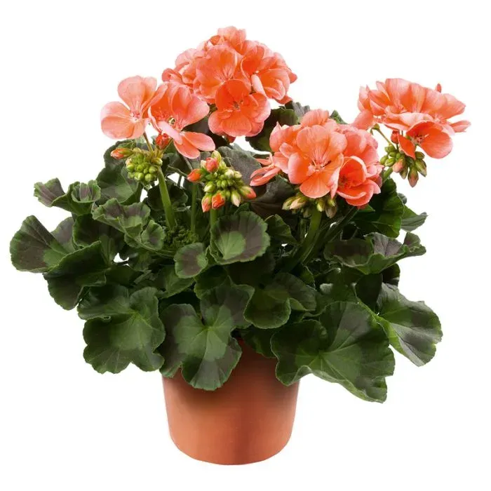 Pelargonia stojąca łososiowa Pelargonium zonale