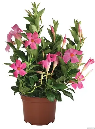 Dipladenia 'Flordenia Pink' Mandevilla
