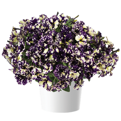 Petunia zwisająca Popis Malarza Petunia hybrida