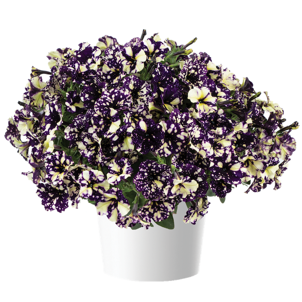 Petunia zwisająca Popis Malarza Petunia hybrida