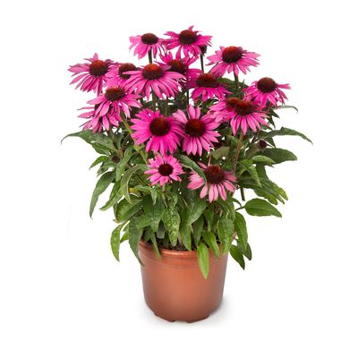 Jeżówka 'Prairie Splendor Compact Dark Rose' Echinacea hybrida