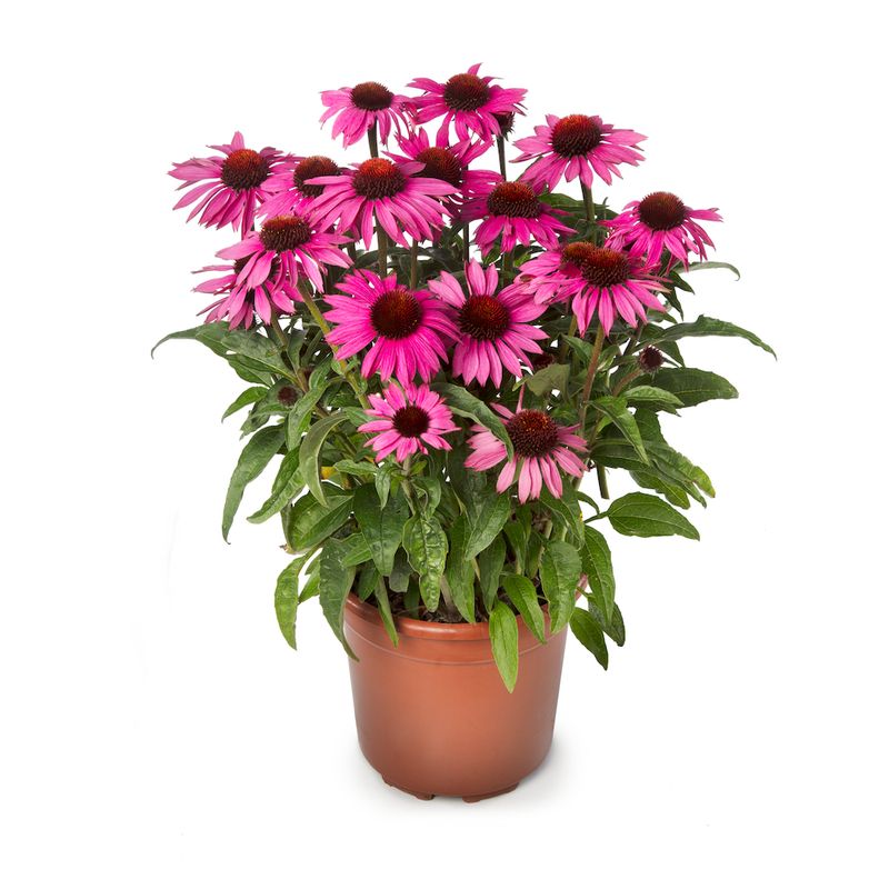 Jeżówka 'Prairie Splendor Compact Dark Rose' Echinacea hybrida