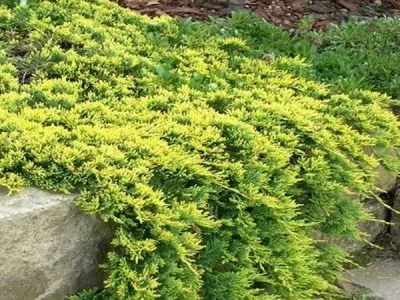 Jałowiec płożący 'Golden Carpet' Juniperus horizontalis