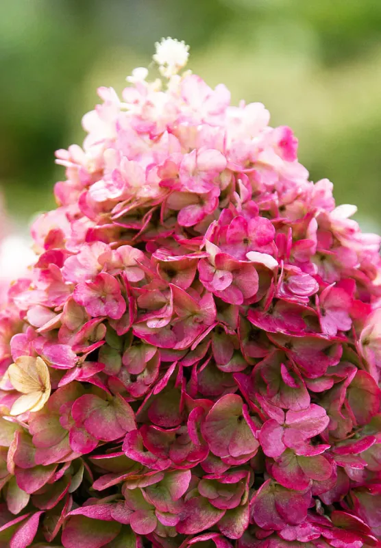 Hortensja bukietowa 'Living Pinky Promise'® Hydrangea paniculata
