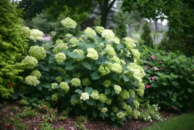 Hortensja drzewiasta 'Lime Rickey'®  Hydrangea arborescens