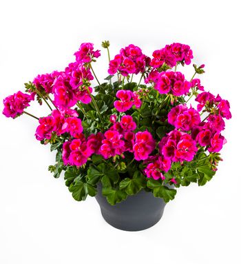 Pelargonia hybrydowa stojąca 'Calliope Lavender Splash' Pelargonium interspecific