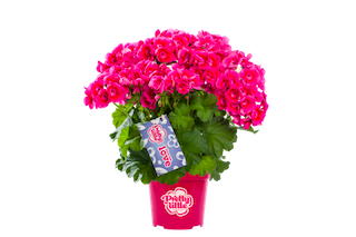 Pelargonia stojąca 'Pretty Little' Pelargonium zonale