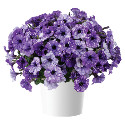 Petunia zwisająca 'Moon Walk' Petunia hybrida