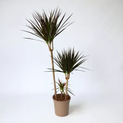 Dracena mix Dracaena marginata
