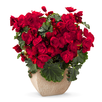 Begonia elatior 'Sunbrero® Red'