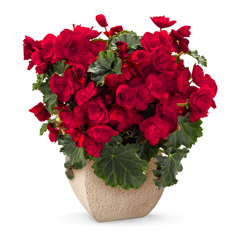 Begonia elatior 'Sunbrero® Red'