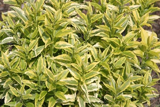 Żylistek 'Variegata' Deutuzia gracilis