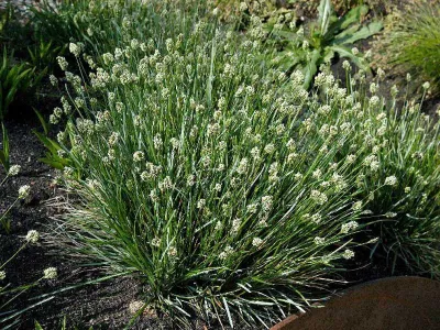 Sesleria skalna Sesleria caerulea