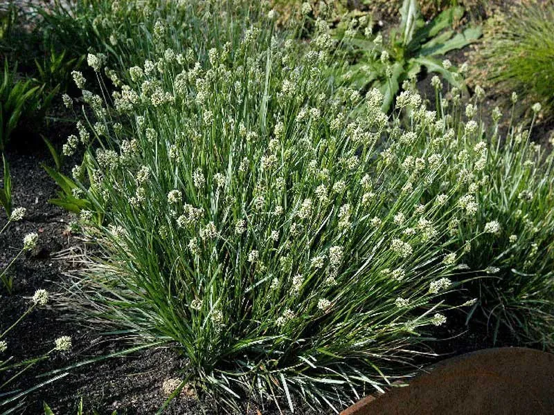 Sesleria skalna Sesleria caerulea