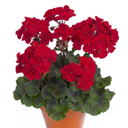 Pelargonia stojąca ciemno czerwona Pelargonium zonale