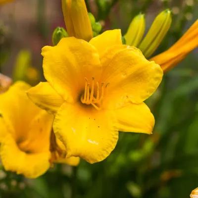 Liliowiec 'Mini Stella' Hemerocalis