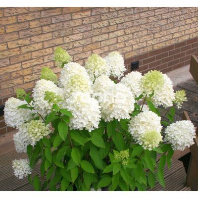 Hortensja bukietowa 'Magical® Sweet Summer' Hydrangea paniculata