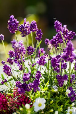 Lawenda 'Vintro Bee Blue' Lavandula angustifolia