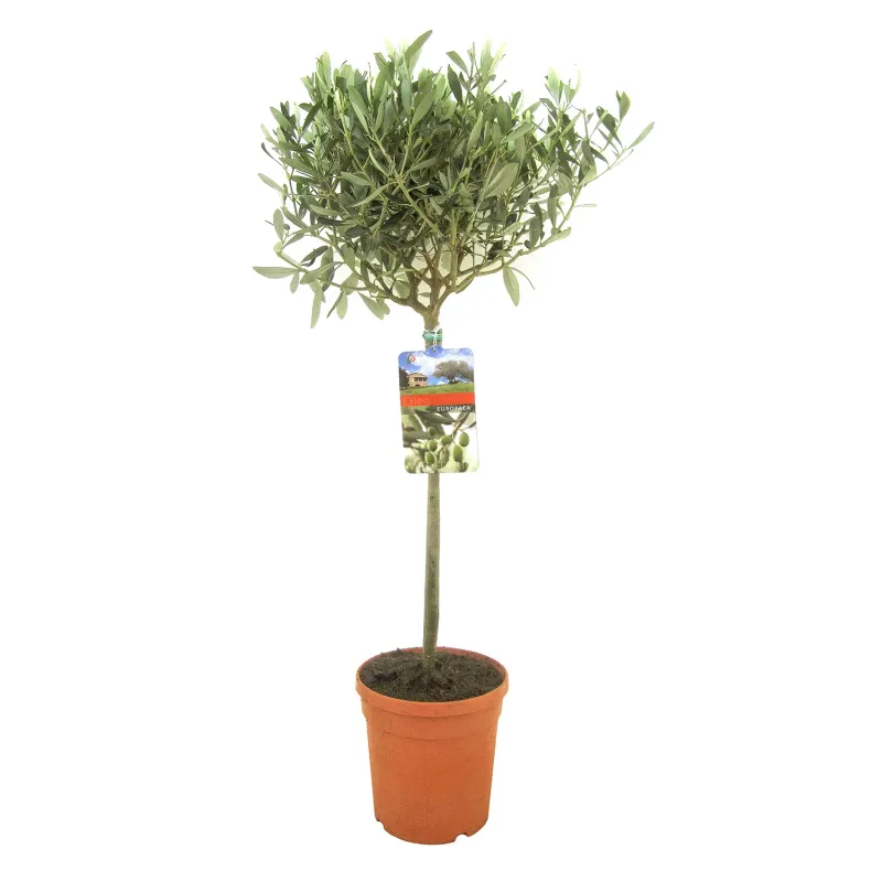 Oliwka europejska na pniu Olea europea