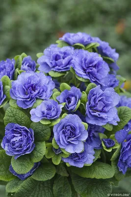 Pierwiosnek 'Prima Belarina™ Blue Bird' Primula vulgaris