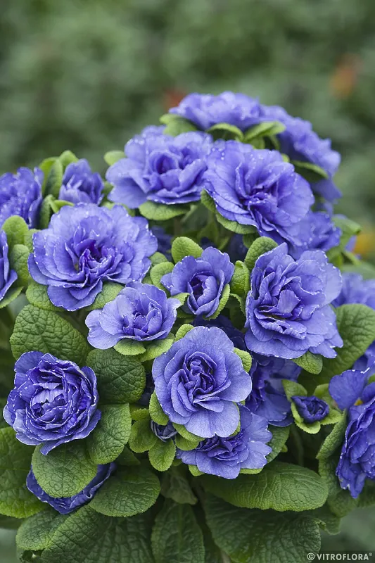 Pierwiosnek 'Prima Belarina™ Blue Bird' Primula vulgaris