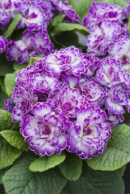 Pierwiosnek 'Belarina™ Lively Lilac' Primula vulgaris