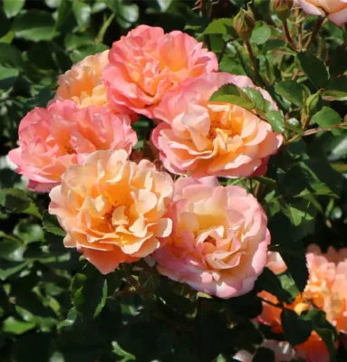 Róża rabatowa z certyfikatem ADR 'Cubana' Rosa