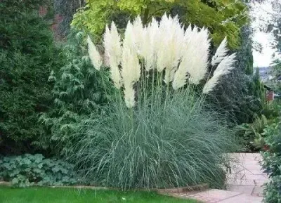 Trawa pampasowa biała Cortaderia