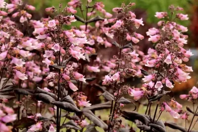 Penstemon 'Dakota Burgundy' Penstemon digitalis