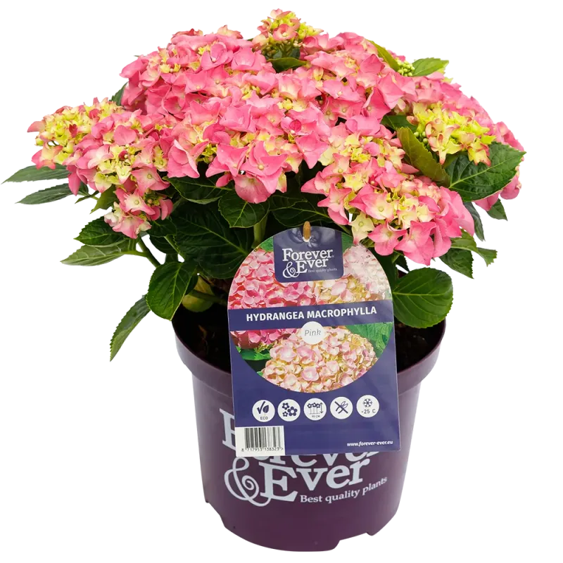 Hortensja kwitnąca co roku ogrodowa Forever &amp; Ever® Pink Hydrangea macrophylla