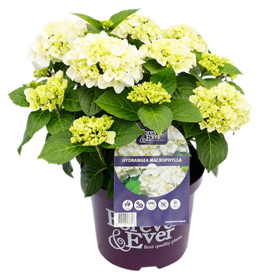 Hortensja kwitnąca co roku ogrodowa Forever &amp; Ever® White Hydrangea macrophylla