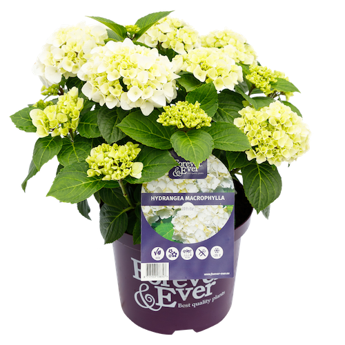 Hortensja kwitnąca co roku ogrodowa Forever &amp; Ever® White Hydrangea macrophylla