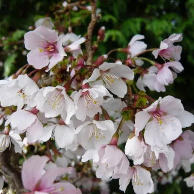 Wiśnia wczesna 'Kojou-no-mai' Prunus