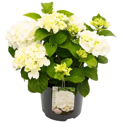 Hortensja ogrodowa biała Hydrangea macrophylla