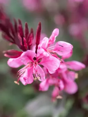 Gaura 'Flamingo Pink' Gaura lindheimeri