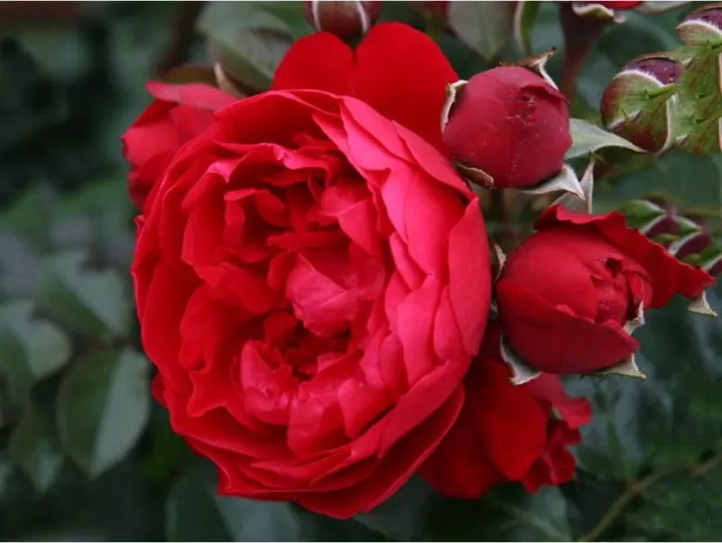 Róża pnąca z certyfikatem ADR 'Florentina'® Rosa