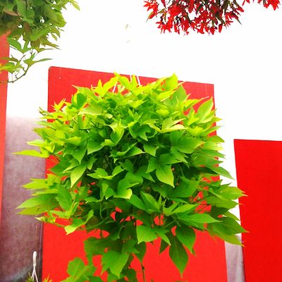 Ipomea Wilec zielonolistna sercolistna Ipomoea