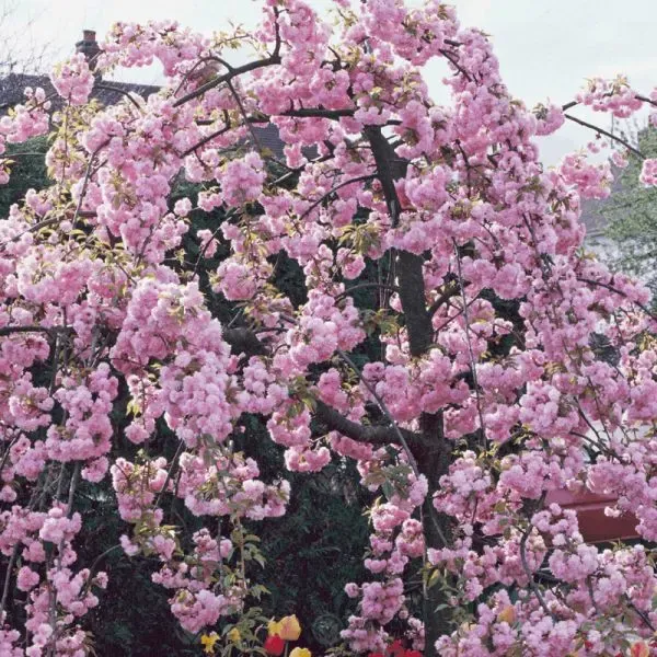 Wiśnia japońska na pniu 'Kiku-shidare-zakura' Prunus cerasifera