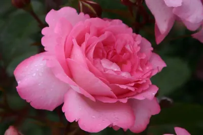 Róża wielkokwiatowa z certyfikatem ADR 'Eliza' Rosa