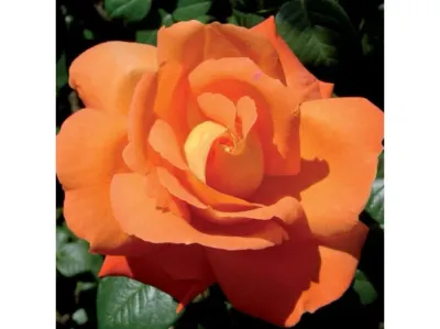 Róża pnąca 'Louis de Funes' Rosa