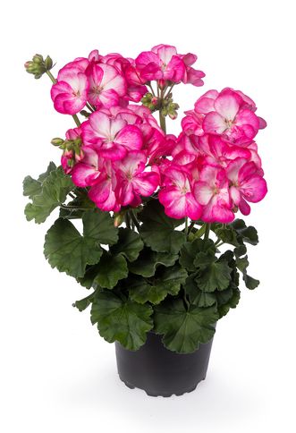 Pelargonia stojąca 'Truskawkowy Krem' Pelargonium zonale