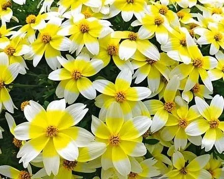 Bidens dwubarwny biało żółty 'Electric White'