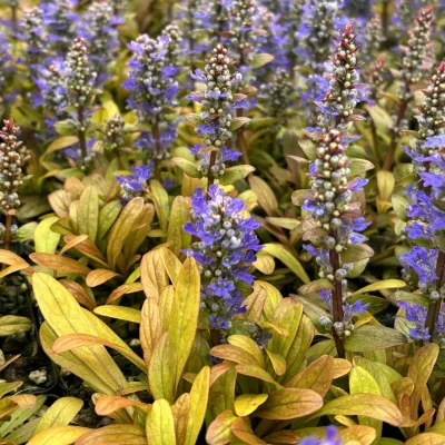 Dąbrówka 'Friends Fancy Finch' Ajuga