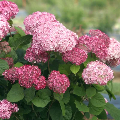 Hortensja drzewiasta 'Pink Annabelle® II' Hydrangea arborescens