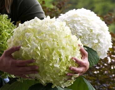 Hortensja drzewiasta 'Strong Annabelle'® Hydrangea arborescens